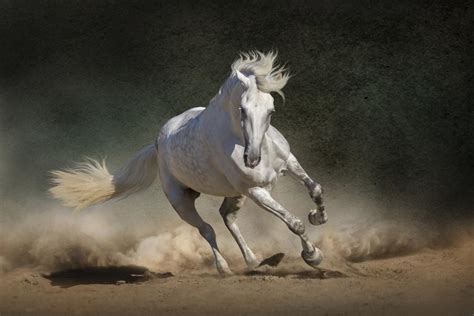 Mustang Horse Breed Information, History, Videos, Pictures