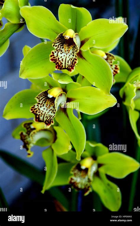 Orchids at Kew Gardens Stock Photo - Alamy