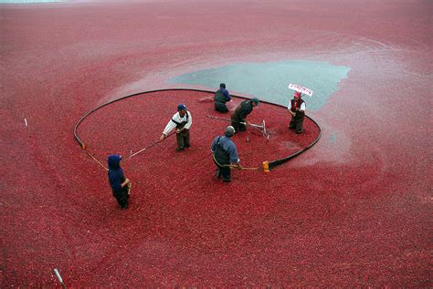 The Cranberry Harvest Celebration Is Back