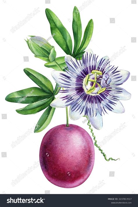 4,382 Passion Fruit Flower Isolated Images, Stock Photos & Vectors | Shutterstock