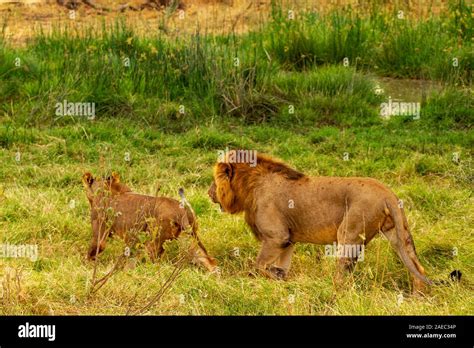 Male female lion walking hi-res stock photography and images - Alamy