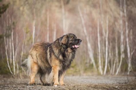 Detailed Leonberger Growth Chart For All Dog Lovers