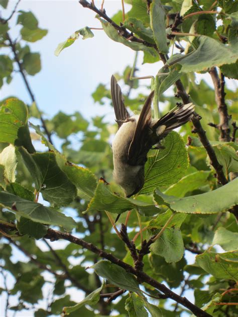 Praying Mantis eating a hummingbird : natureismetal