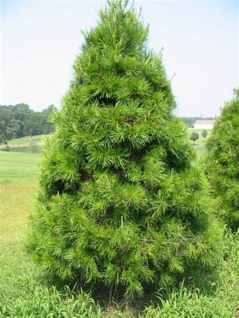 Virginia Pine « The Christmas Tree Patch