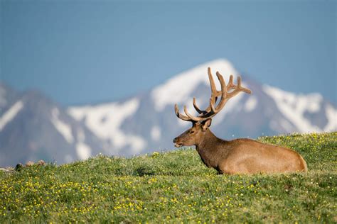 Mammals of Rocky Mountain National Park