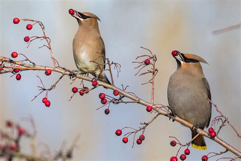 Bohemian Waxwing | Audubon Field Guide