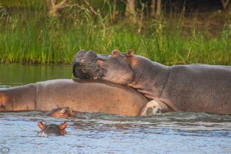 Hippo Mating & Gestation - St Lucia South Africa