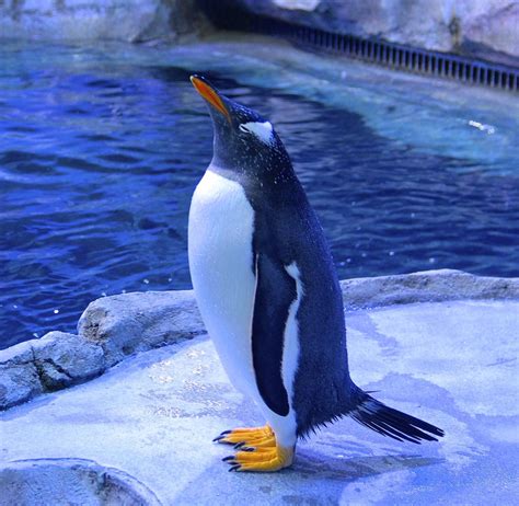 The Detroit Zoo’s new Penguinarium—one of the world’s foremost Penguin habitats | KCBX