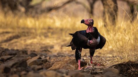 Red-headed vulture (Sarcogyps calvus)