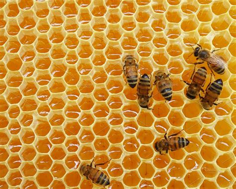 Honey Bees on Honeycomb | High-Quality Animal Stock Photos ~ Creative ...