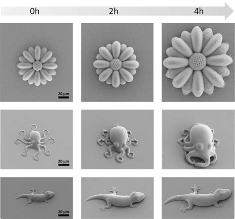 Heidelberg University: Microscopic animals out of a 3D printer