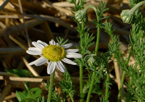 Anthemis Nobilis (Roman Chamomile) - Extract, Oil, Benefits, Uses