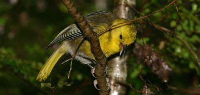 Bird of the Year – who to put your money on! | Conservation blog