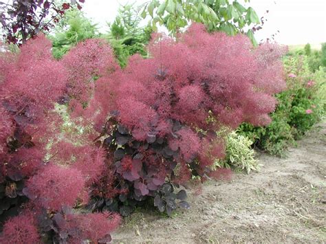 Cotinus coggygria ‘Royal Purple’ | Peruklar