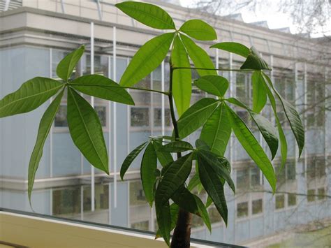 Office Plant in Windowsill | First day back in the office si… | Flickr