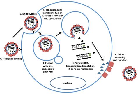 Pathogens | Special Issue : Viral Pathogenesis