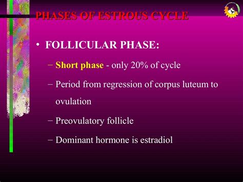 Presentation on ESTROUS CYCLE