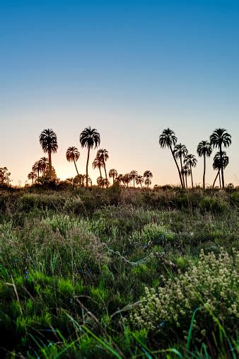 El palmar national park Images, Pictures in .jpg HD Free Stock Photos