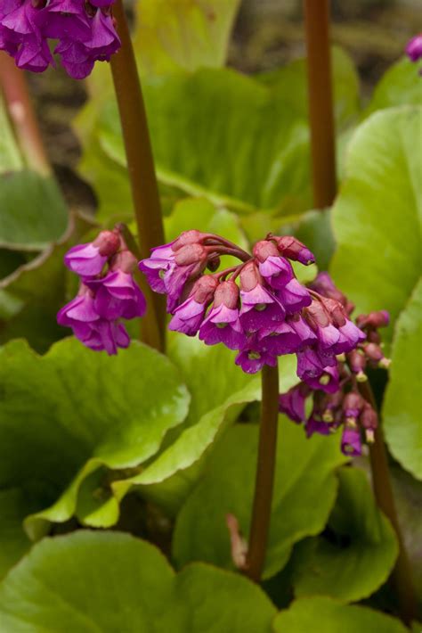 Winter Glow Bergenia - Pahl's Market - Apple Valley, MN