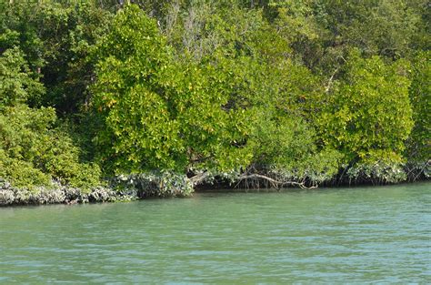 The Sundarban World Heritage Mangrove Forest demands immediate conservation – Naturally Speaking