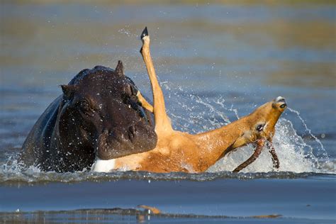 Hippo kіɩɩѕ an Impala That's ѕtᴜсk in Mud After Lions сһаѕed it