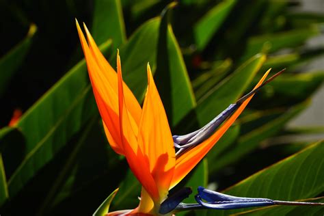 Bird Of Paradise Flower Wallpapers - Wallpaper Cave