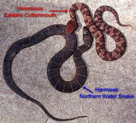 cottonmouth and her mimic. | Snake, Reptile snakes, Reptiles