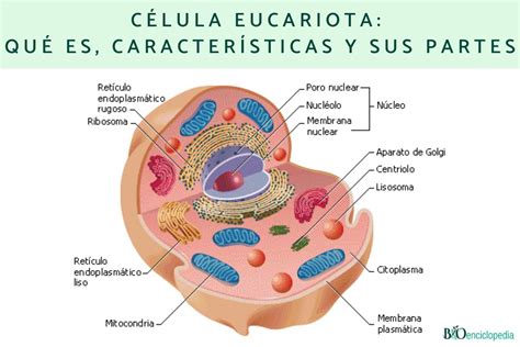 Célula eucariota: qué es, características y sus partes - Resumen para estudiar