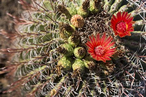 Barrel Cactus Flowers Photograph by Mike Cavaroc | Fine Art America