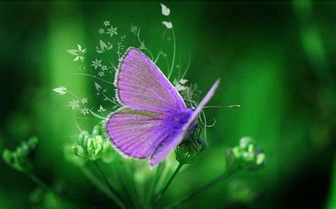 Purple Butterfly Wallpapers - Wallpaper Cave