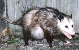 Reproduction – Life Cycle | Opossum Society of the United States (OSUS)