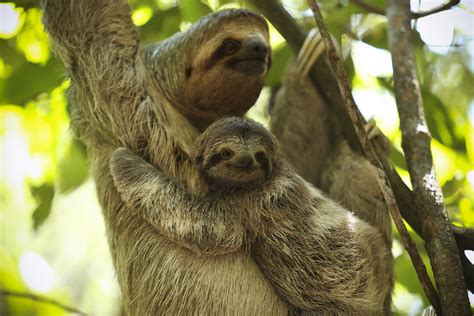 Wild Sloth family | Costa Rica National Park 2016 | Philippe Gallerand | Flickr