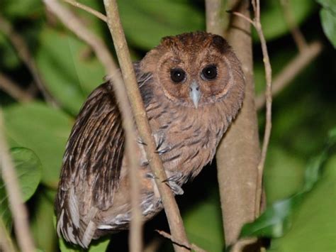 Jamaican Owl – birdfinding.info