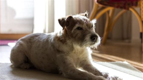 Do Pets Know When They Are Going to Die? | PetMD