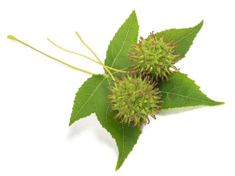 What Is A Sweetgum Tree - Information On Caring For Sweetgums