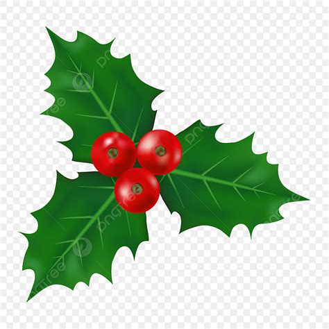 Christmas Holly Berry Clipart Vector, Christmas Holly Berry Leaves Design, Holly Leaves Clipart ...