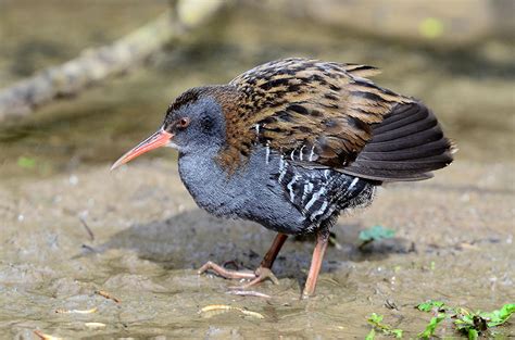 Water Rail — Bird Watching Magazine