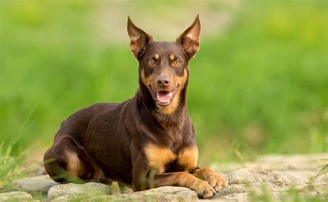 Australian Kelpie - Breed Profile | Australian Dog Lover