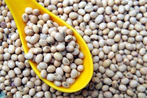 Soya Bean Benefits सोयाबीन खाने के जबरदस्त फायदे और नुकसान