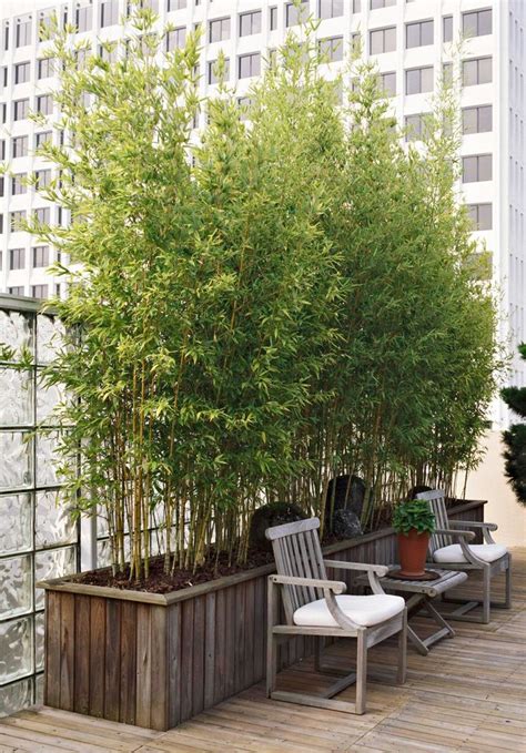 9 Colorful Plants That Will Thrive on Your Balcony | Privacy plants ...