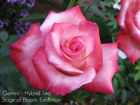 Stages Of Bloom For Roses | The Redneck Rosarian