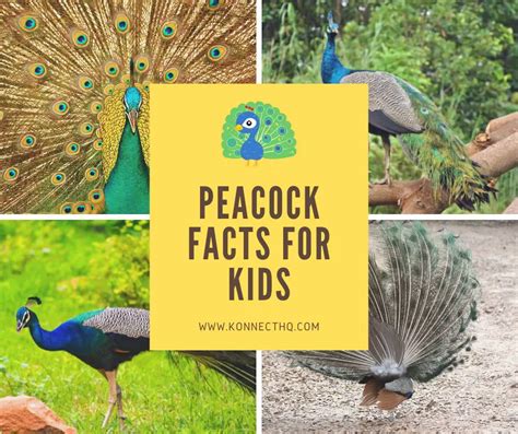 Peacock Facts for kIds - KonnectHQ