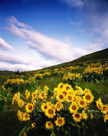 Beautiful spring wild flowers in the Avimor foothills of Boise Idaho ...