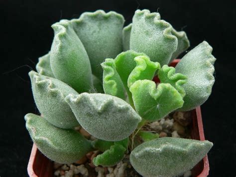 Top 5 Low Maintenance Succulents - World of Succulents