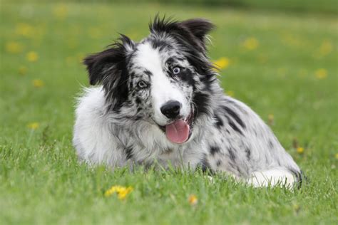 100 Name Ideas For Your Blue Merle Border Collie