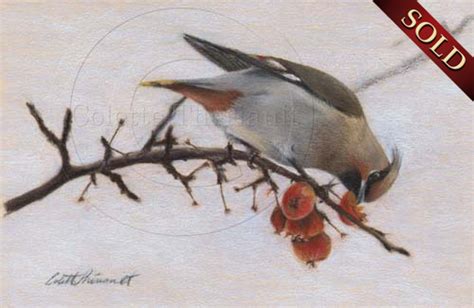 Bohemian Waxwing Bird Drawing colored pencil on Uart sandpaper by ...