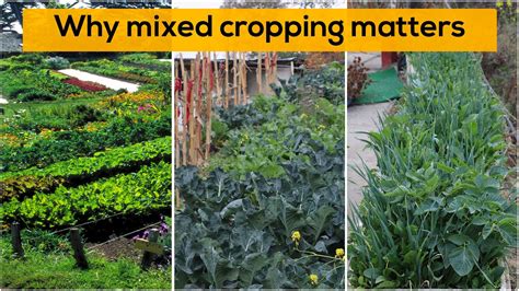 Why mixed cropping matters | We have a new Video! Please find the full video here: https://www ...