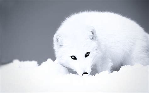 Surviving Winter In The Arctic: Animal Adaptations