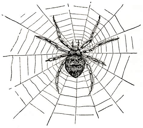Spider web stencil clipart - Cliparting.com