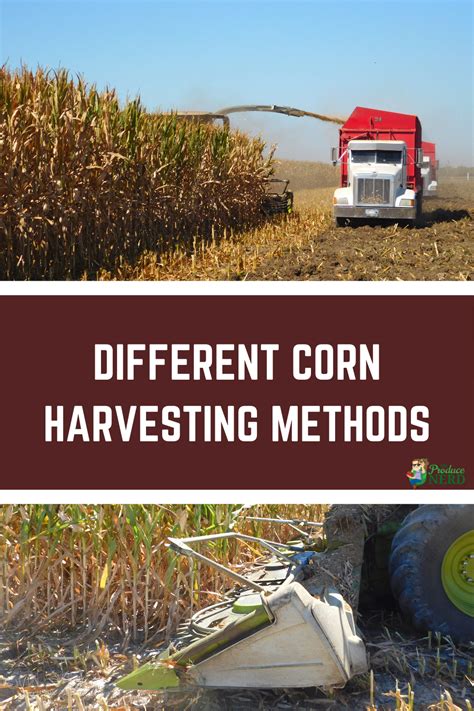 Corn Harvesting for Fresh Corn, Processing Corn & Corn Silage - The ...